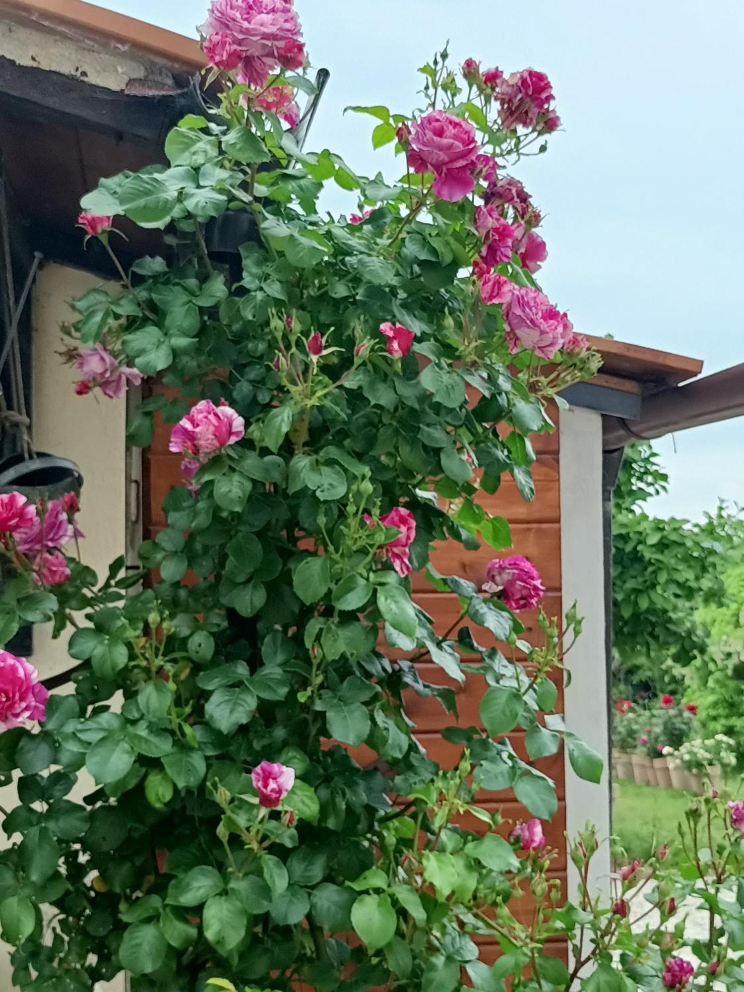 피아노로마노 Colle Perazzoni 아파트 외부 사진